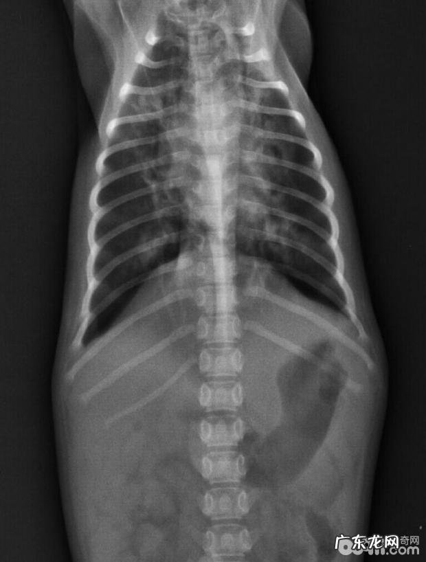 安宫牛黄丸在犬瘟病案医治中的运用