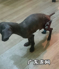 外支撑架在四肢骨骨裂中的运用