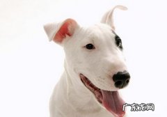 犬瘟的基础知识