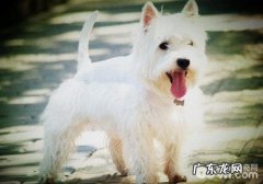 小狗手术治疗的基础常见问题