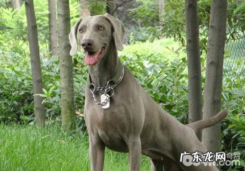 小狗得风湿病该怎么办