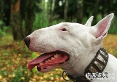 小狗得神经纤维瘤该怎么办