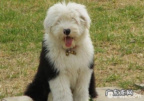 小狗得高脂血症该怎么办