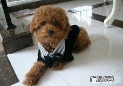 小狗得传染性疾病身亡后还能再养吗