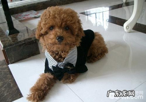 小狗得传染性疾病身亡后还能再养吗