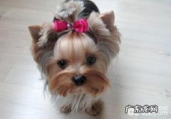 怎样操纵好小狗的生孕