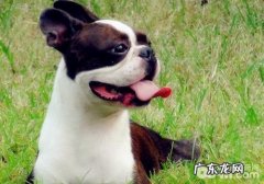 小狗忽然哆嗦的缘故