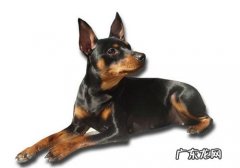 杜宾犬的常见疾病有什么