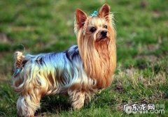 找到约克夏腹泻的真实缘故