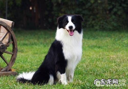 人服药小狗都能用吗