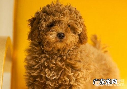 泰迪犬得了皮肤疾病该怎么办