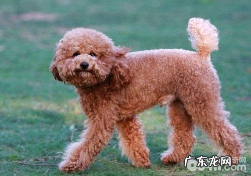 怎样解决泰迪犬干咳的难题