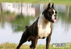 小狗脓皮病的原因及医治