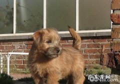 不必忽略小狗后背疼痛