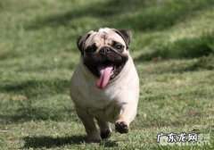 巴哥犬的眼周普遍疾病有哪些