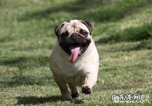 巴哥犬的眼周普遍疾病有哪些