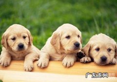 如何预防金毛发烧感冒