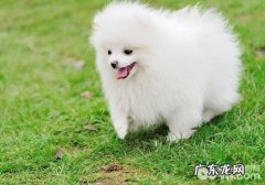 博美犬得犬瘟该怎么办