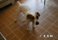 怎么教宠物狗定点大小便 宠物狗训练大小便