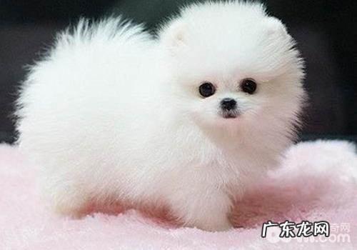 博美犬多少能够交配