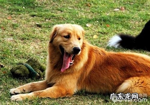 造成 金毛腹泻的缘故有什么