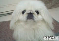 什么叫狗狗隐睾