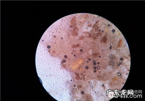 小宠物肠道寄生虫的确诊方式