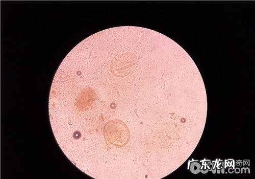 小宠物肠道寄生虫的确诊方式