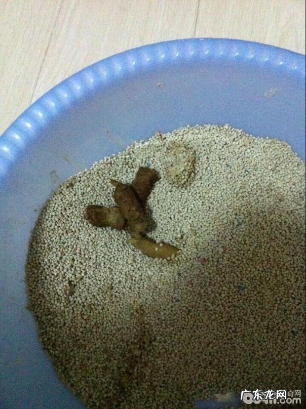 究竟什么叫弓形虫病？