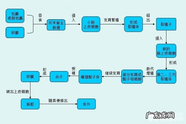 究竟什么叫弓形虫病?