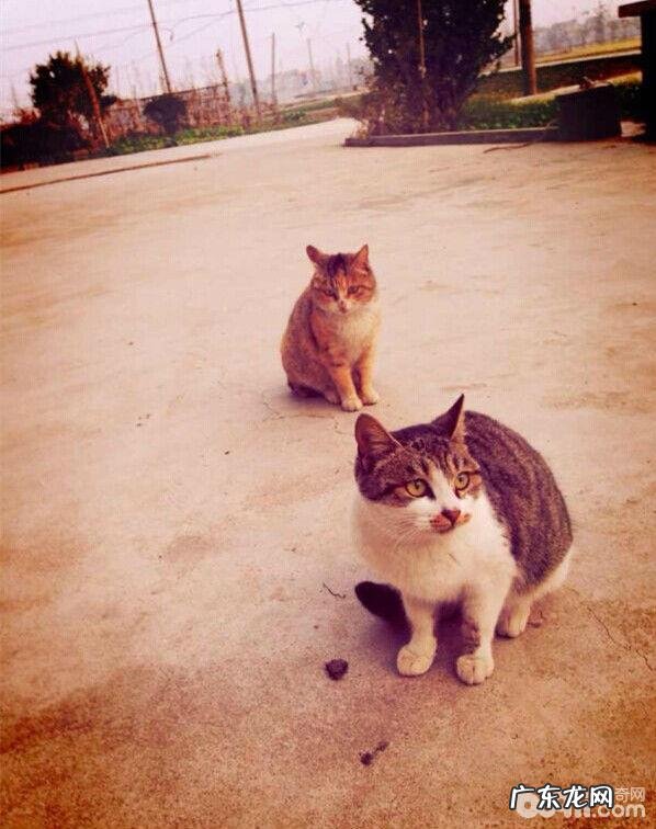 究竟什么叫弓形虫病?