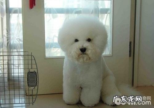 非纯种犬繁育前注意事项