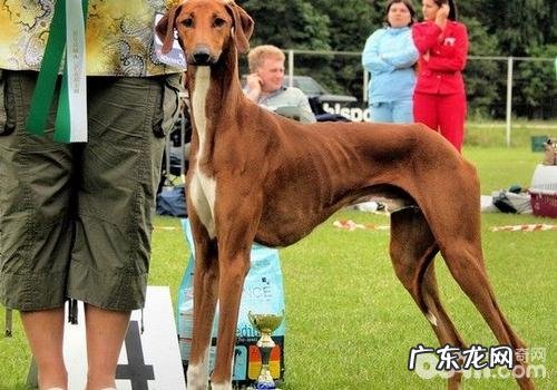 如何解决小狗的贪食症