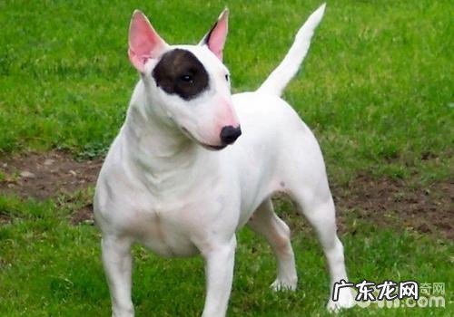 牛头梗的常见病