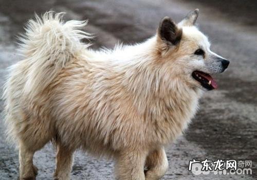 狗狗交配的常见问题