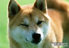 如何预防柴犬的秋天病症