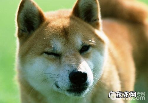 如何预防柴犬的秋天病症