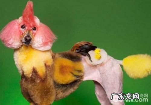 泰迪犬的常见的皮肤病及多泪症