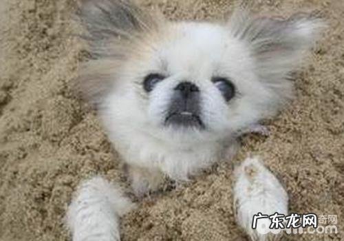 小狗患老年痴呆症的病症