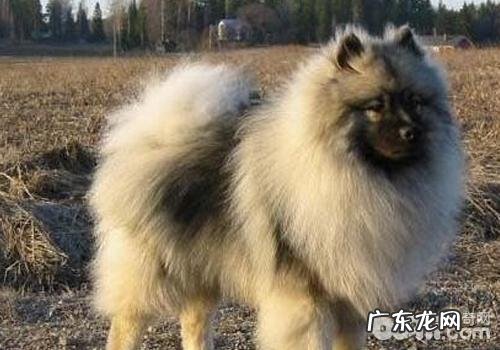 造成小狗干眼症的缘故