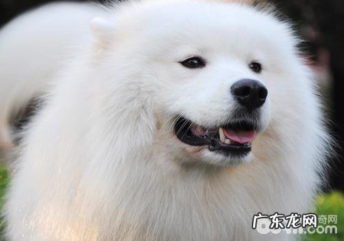 犬冠状病毒的发病原因及病症