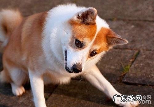 防止小狗拉肚子的基础关键点