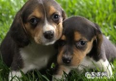 小狗孕妇分娩前的预兆