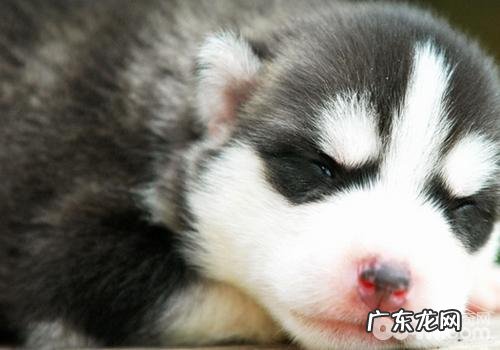 金毛胃肠疾病的常见症状