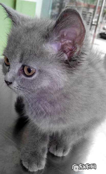 小宠物种马尾病的发病原因与医治