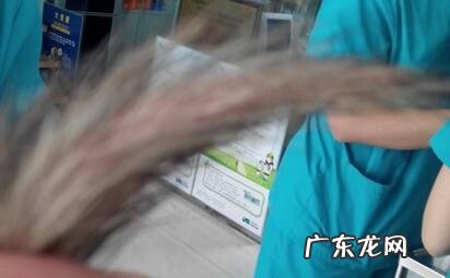 小宠物种马尾病的发病原因与医治