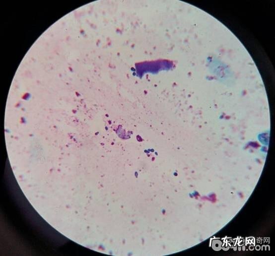 小宠物种马尾病的发病原因与医治