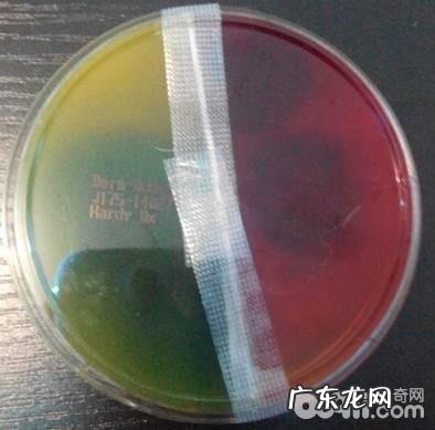 宠物皮肤病之试验室检测法