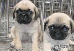 狗狗眼部普遍疾病有哪些