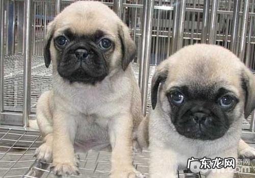 狗狗眼部普遍疾病有哪些